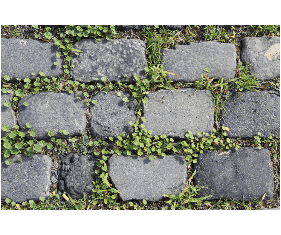 brick paving stones with clover growing between them.