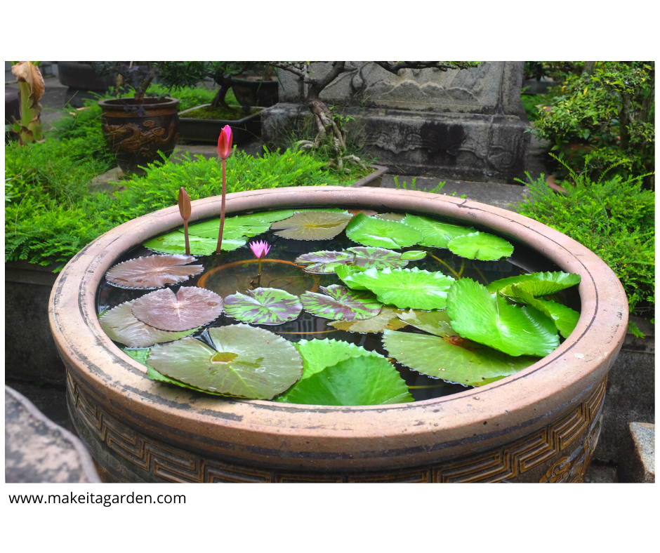 stock tank with floating water lilies, a great garden trend for a small budget