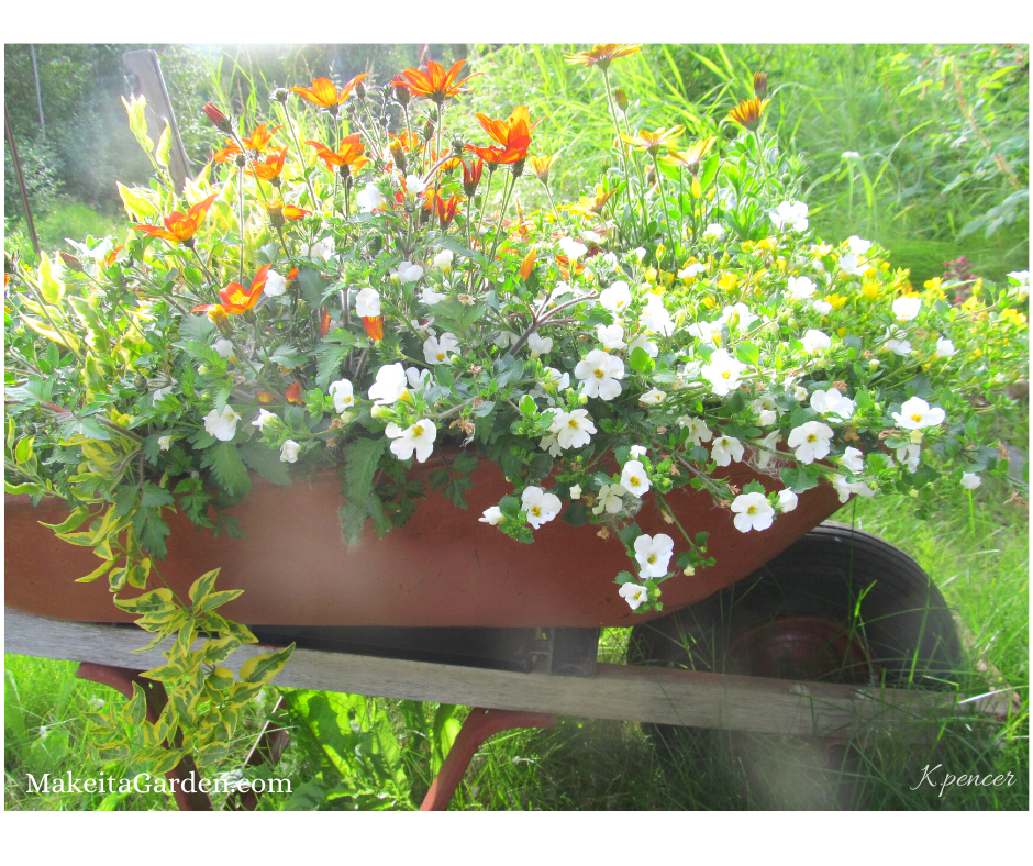 Wheelbarrow overflowing with flowers. It's a country cottage garden idea.