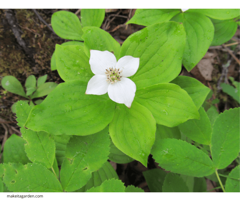 Meet Alaska's Wildflowers In Spring 